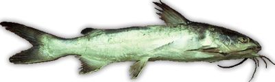 Catfish (sea barbel)