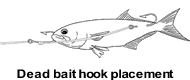 Hook placement of dead bait