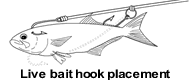 Hook placement of live bait